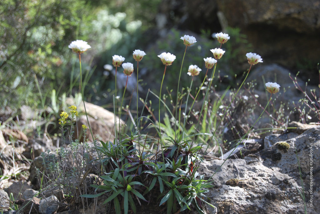 Armeria colorata