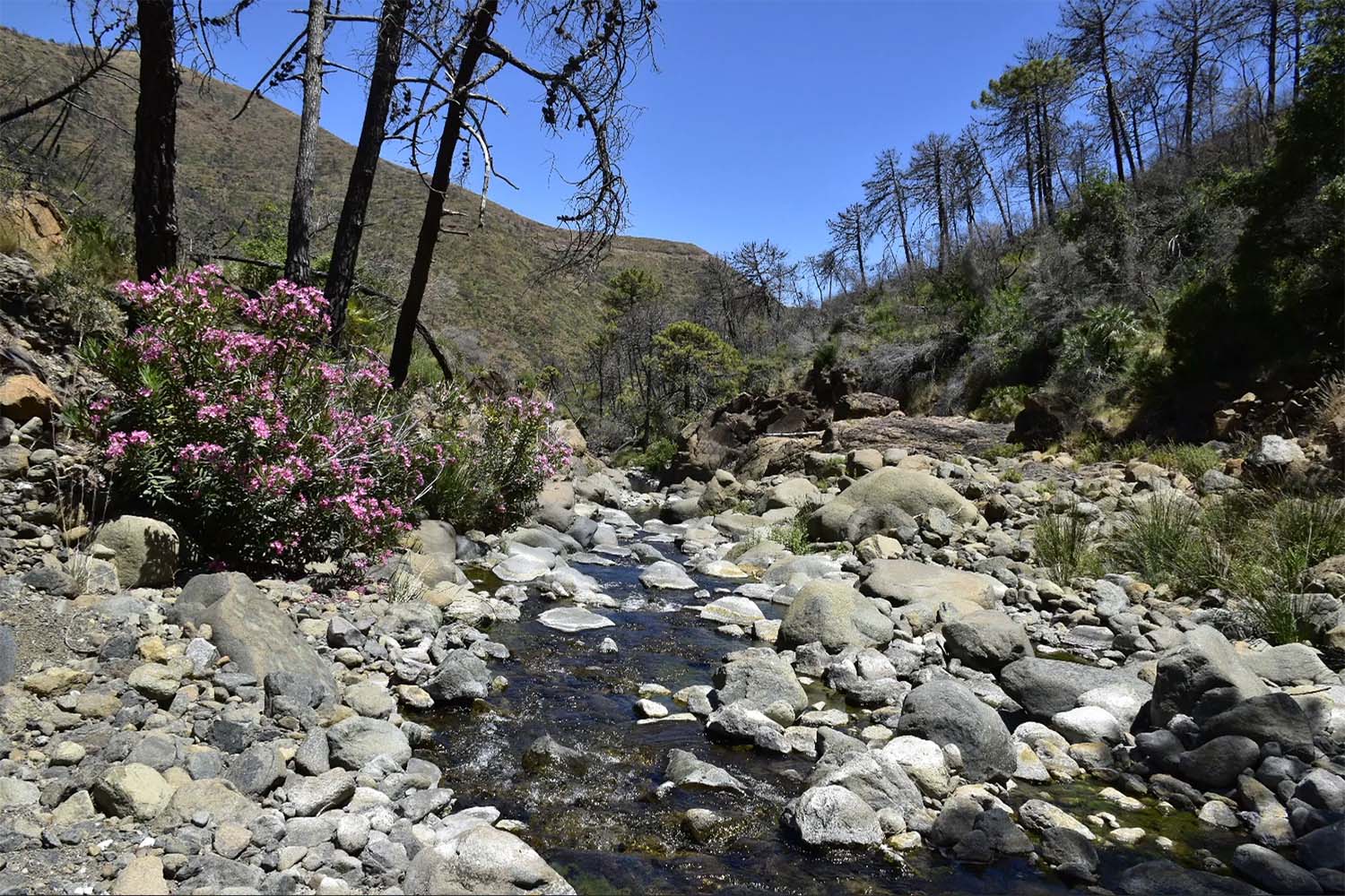 Río Castor (Sierra Bermeja) Río Castor (Sierra Bermeja)