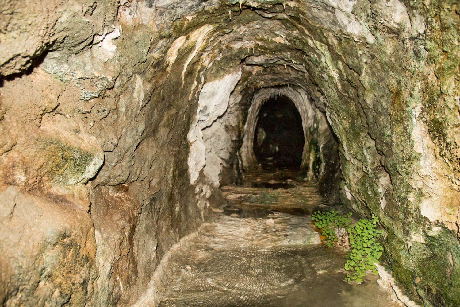 Mina amargosa, Sierra Bermeja (Autor: Javier Martos) Mina amargosa, Sierra Bermeja (Autor: Javier Martos)