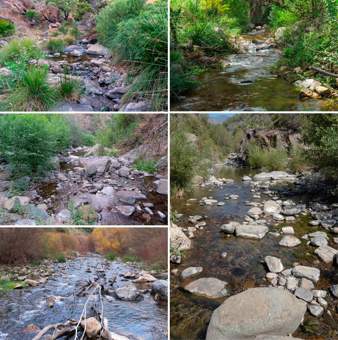 Estaciones de muestreo para el estudio de los tricópteros de Sierra Bermeja según Quiñones y González 2025