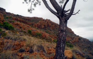 I Trail Sierra Bermeja (14/11/2015)