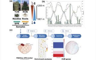 Dynamics of the Spanish fir transcriptome in nature: Metabolic pathways and gene networks involved in the response to climate stress (Blanca Reyes et al., 2025)