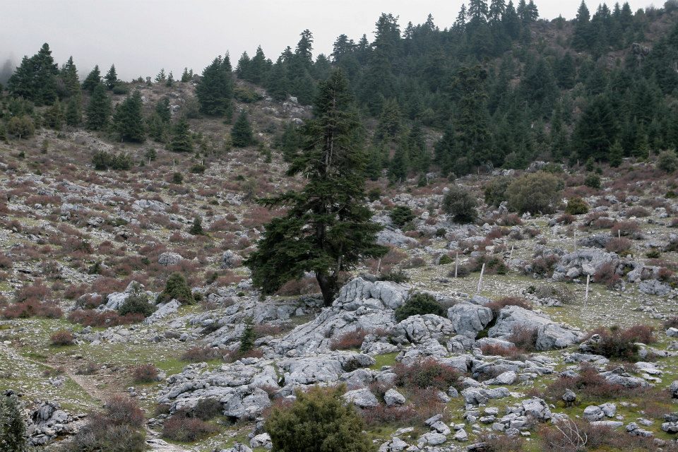Pinsapar de Abies marocana del Parque Nacional de Talassemtane (Autor: Rafael Galán)