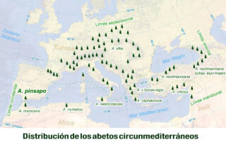 Distribución de los abetos circunmediterráneos (Gutiérrez y García, 2025)