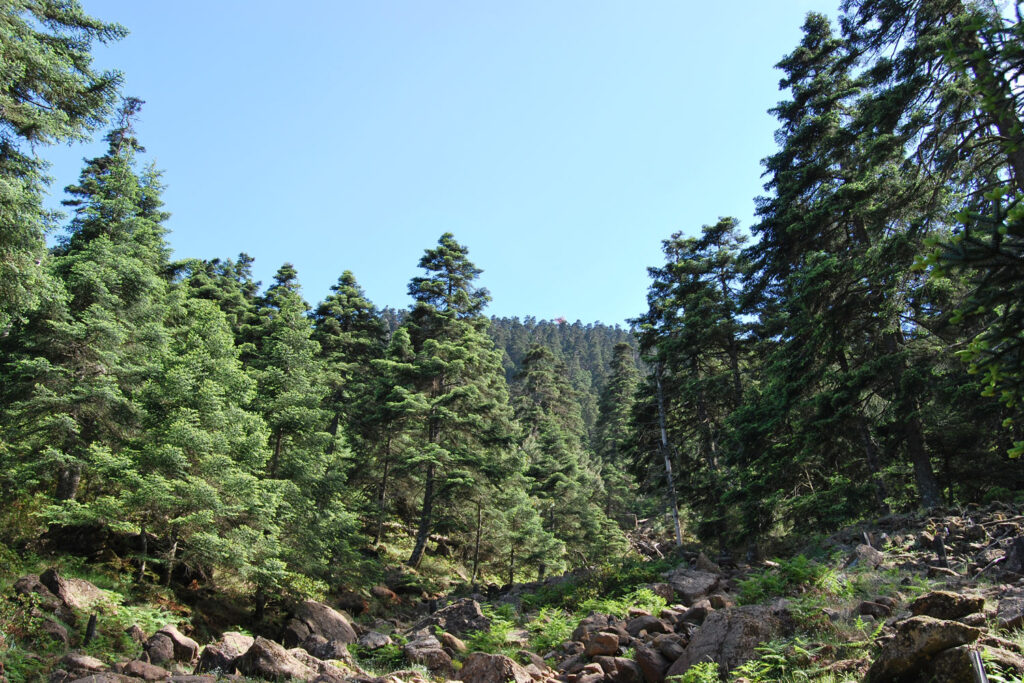 Pinsapar de los Reales de Sierra Bermeja (Autor: Andrés V. Pérez Latorre)