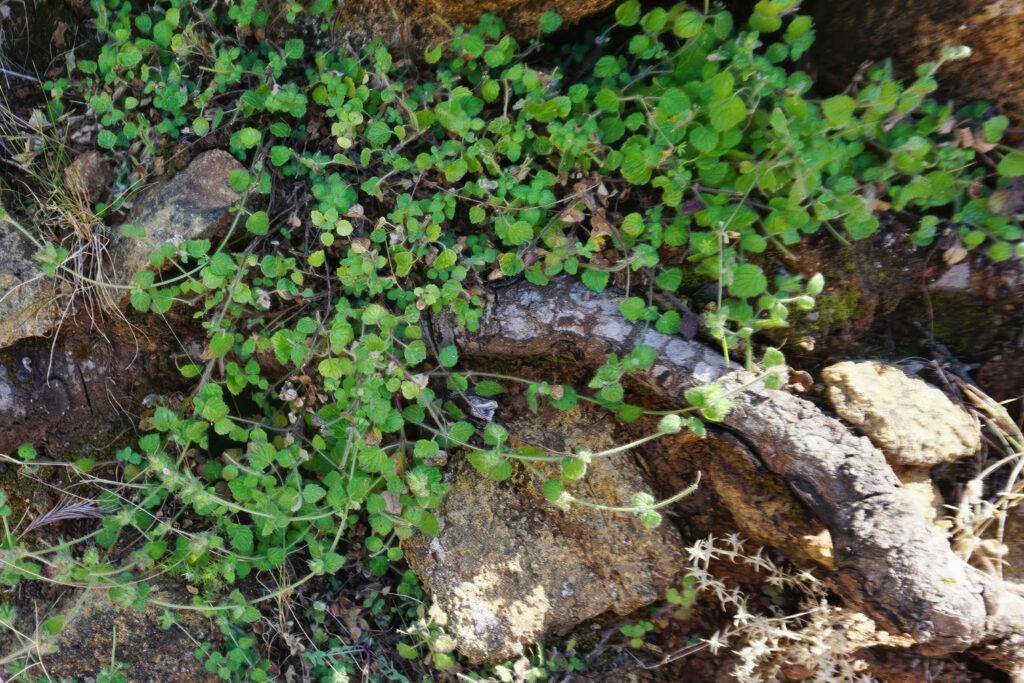 Clinopodium arundanum (Soriguer Solanas et al, 2025)