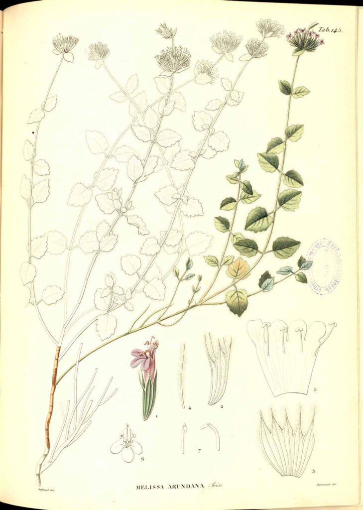 Clinopodium arundanum (Boissier