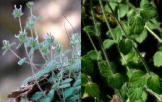 Clinopodium arundanum (Soriguer Solanas et al, 2025)