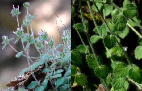 Clinopodium arundanum (Soriguer Solanas et al, 2025)