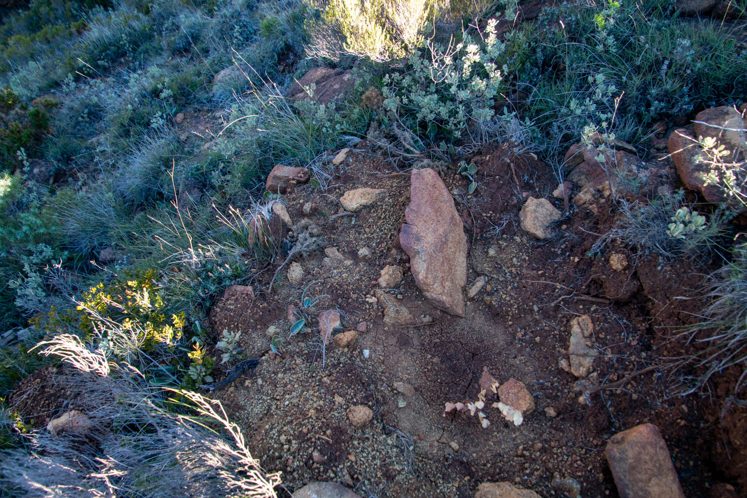 Cubeta de un metro de diámetro con un pie de algarrobo muerto