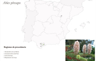 Resolución de 17 de enero de 2023, de la Dirección General de Biodiversidad, Bosques y Desertificación, por la que se modifica el Catálogo Nacional de las Regiones de Procedencia para las especies forestales Abies pinsapo y Pinus sylvestris
