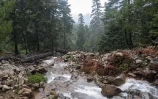 Pinsapar de Los Reales de Sierra Bermeja