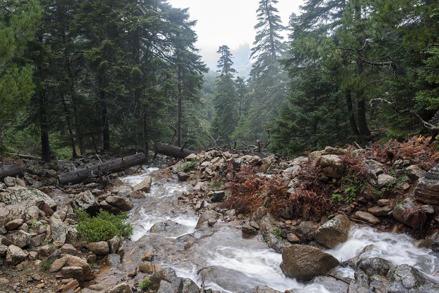 Pinsapar de Los Reales de Sierra Bermeja