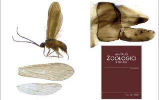 Agapetus quinonesi González & Martínez, sp. nov.