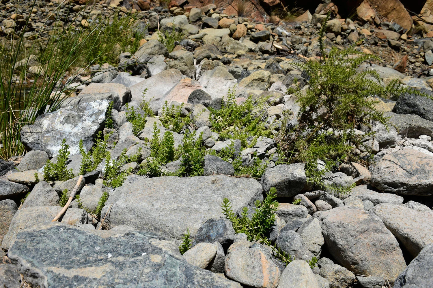 Galium viridiflorum, una de las especies protegidas afectadas por la construcción de diques en el río Castor, rebrotando entre las piedras (Fotografía: Óscar Gavira)