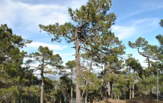 Pinares serpentinícolas de Sierra Bermeja (Autora: Noelia Hidalgo Triana)