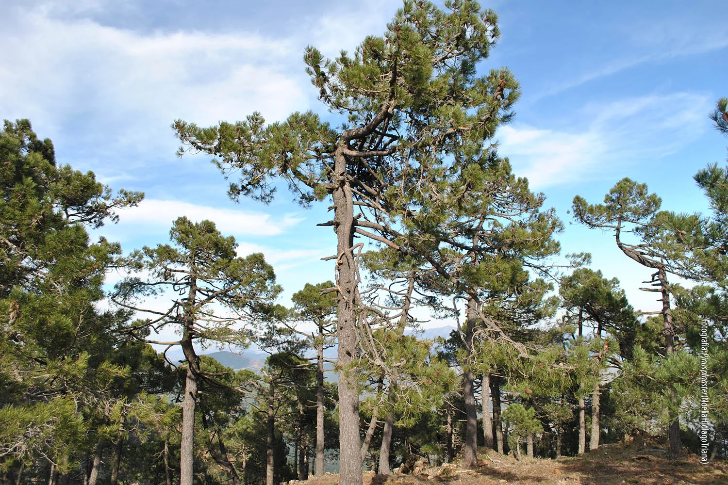 Pinares serpentinícolas de Sierra Bermeja (Autora: Noelia Hidalgo Triana)
