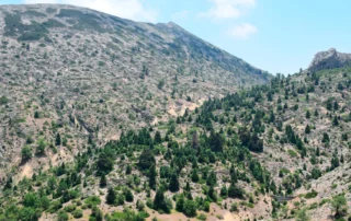 Abieto-Juniperetum sabinae, Pico Torrecilla, Sierra de las Nieves Parque Nacional.