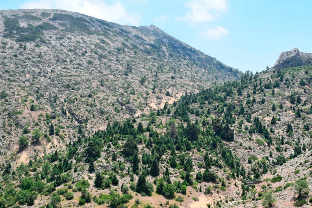 Abieto-Juniperetum sabinae, Pico Torrecilla, Sierra de las Nieves Parque Nacional.