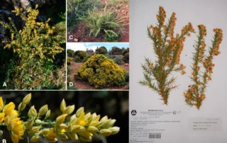 Sobre los Ulex (Fabaceae) del sureste de la Serranía de Ronda