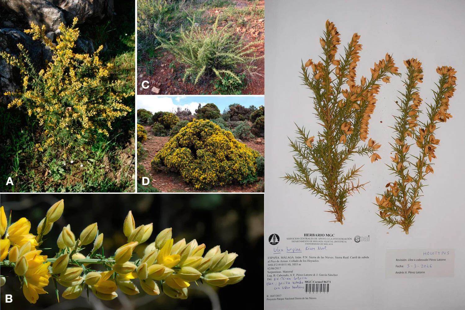 Sobre los Ulex (Fabaceae) del sureste de la Serranía de Ronda